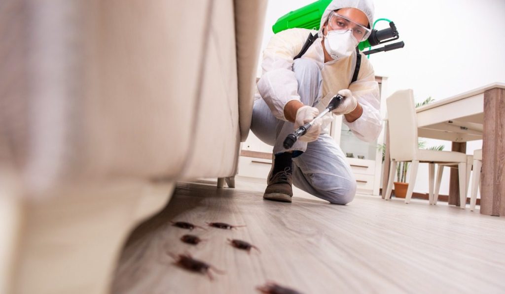 Common Household Pests in UAE and How to Get Rid of Them