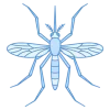 mosquito