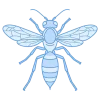 wasp